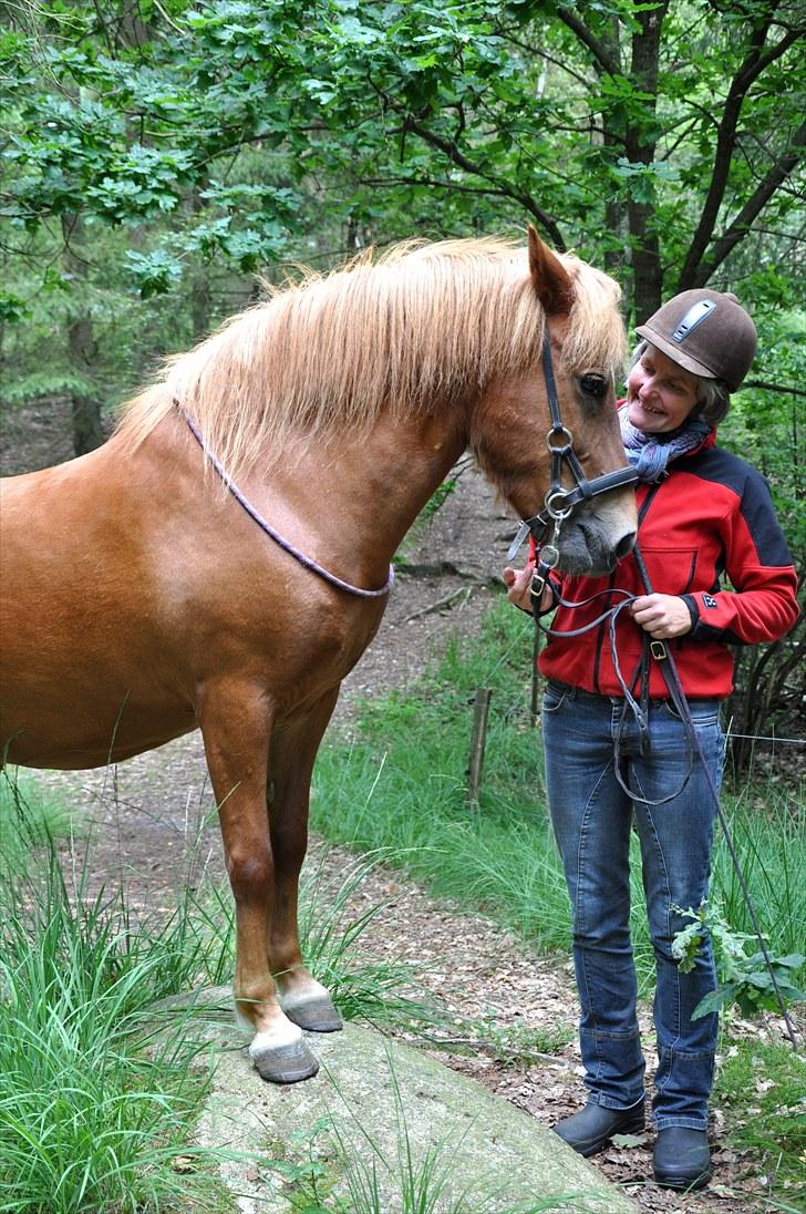 Islænder Tritla fra Duedahl<3 - 17 # På tur:) Foto: AFH 03.08.10 billede 17