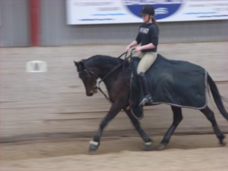 Traver Julius R.I.P :'( - *NYT* Seriøs dressur  billede 17