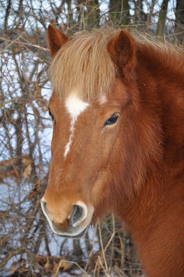 Islænder Tritla fra Duedahl<3 - 18 # Tritla i sneen:) Foto: AFH 31.12.10 billede 18