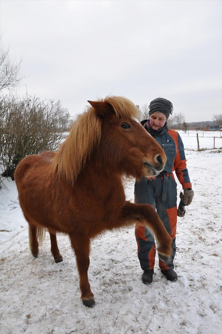 Islænder Tritla fra Duedahl<3 - 19 # Spanske skridt:) Foto: AFH 24.02.11 billede 19