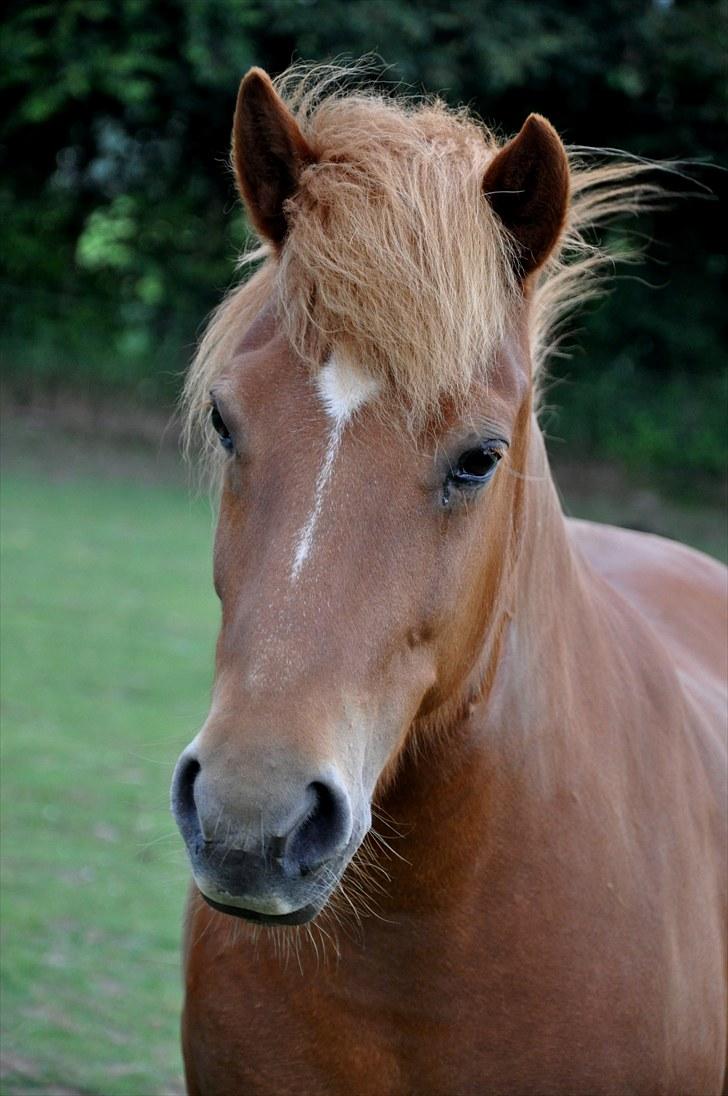 Islænder Tritla fra Duedahl<3 - 20 # Tak for kigget:) Foto: AFH 17.07.10 billede 20