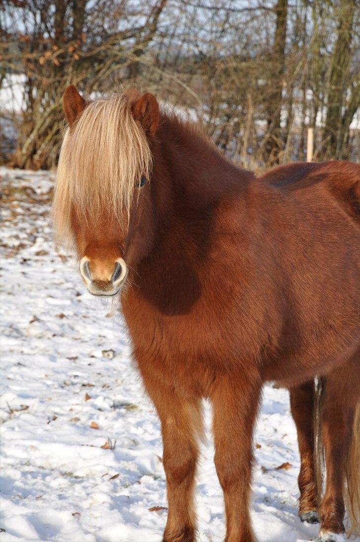 Islænder Saga fra Gl. Rye *Hvil i fred<'3* - 19 # I sneen<'3 Foto: AFH 31.12.10 billede 18