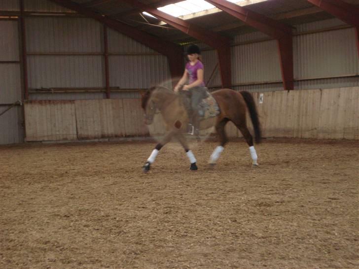 Hollandsk Sportspony Silvana/ solgt - sille til dressur undervisning  ved maria  billede 11