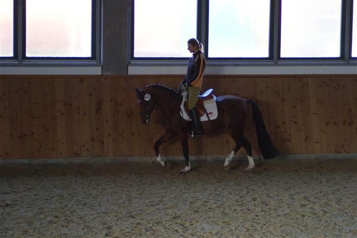 Hollandsk Sportspony Westminster Bailey - Fremmedrytter Materialprøve Neustadt Dosse billede 7