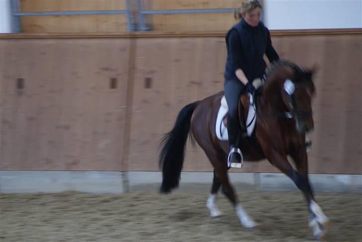 Hollandsk Sportspony Westminster Bailey - 2. Fremmedrtytter ved Materialprøve Neustadt Dosse billede 8