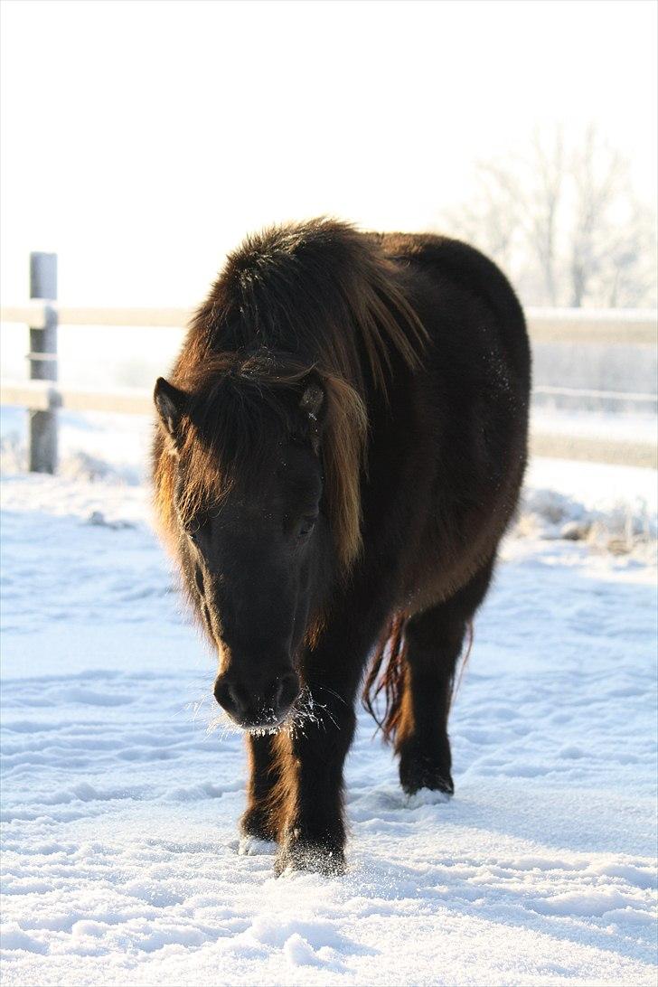 Shetlænder Lise - Foto : Mig / Hanne Viola Pedersen billede 10