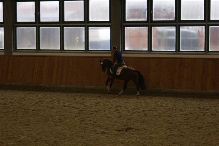 Hollandsk Sportspony Westminster Bailey billede 9