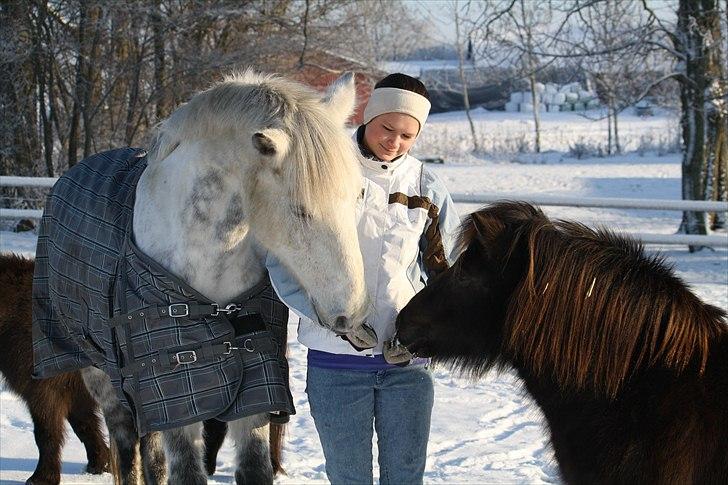 Shetlænder Lise -  Mowgli, mig og Lise Foto : mor billede 11