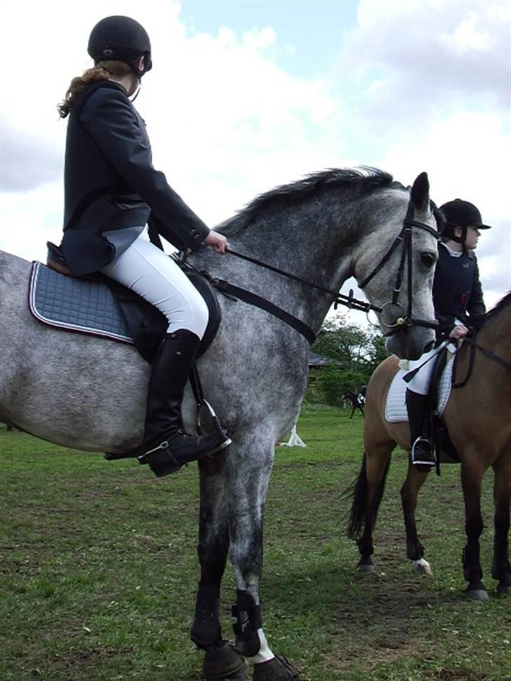 Anden særlig race Amadeus *solgt* - står med min ven Jolly Jumper billede 3