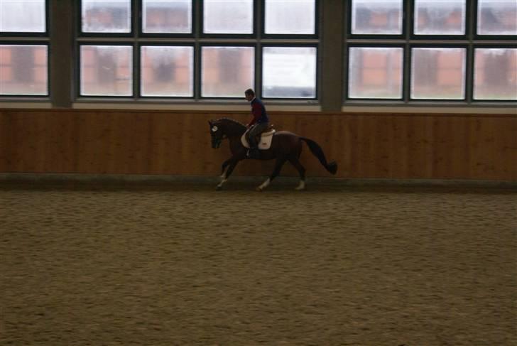 Hollandsk Sportspony Westminster Bailey billede 12