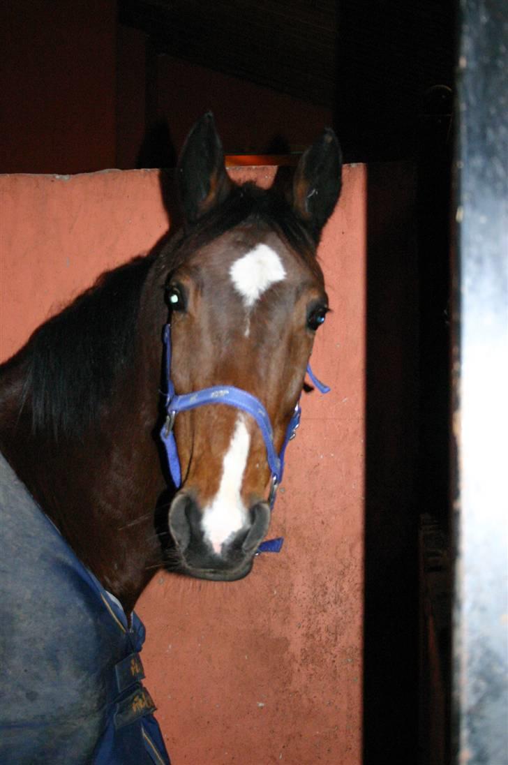 Dansk Varmblod Miss Manley R.I.P 23/10 billede 6