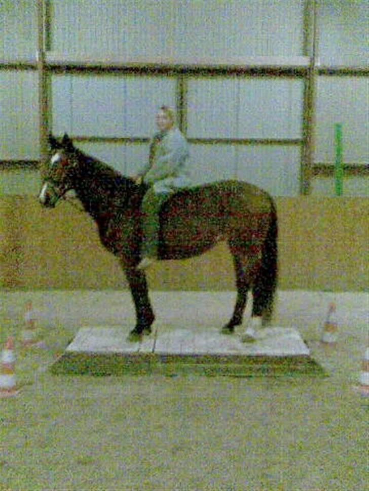 Dansk Varmblod Miss Manley R.I.P 23/10 billede 7