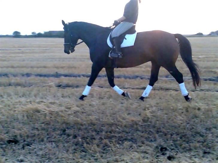 Dansk Varmblod marco bell billede 2