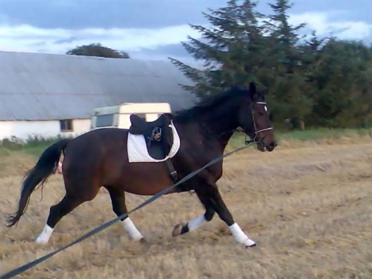 Dansk Varmblod marco bell billede 3