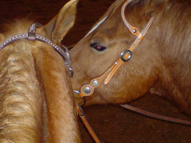 Anden særlig race Toffeeducksthehalfnosedpo - Toffee kysser med sin kæreste billede 2