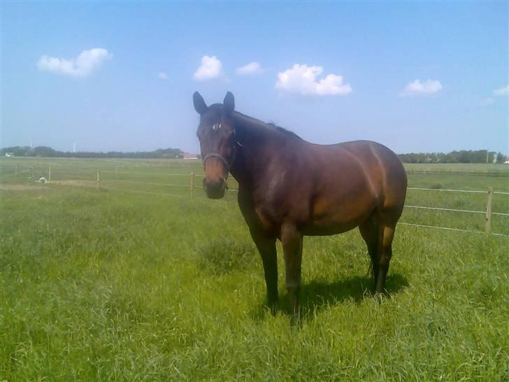 Dansk Varmblod marco bell billede 7