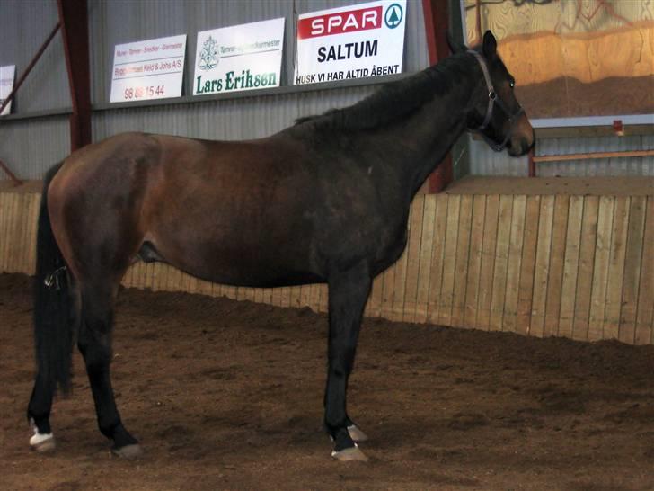 Dansk Varmblod marco bell billede 9