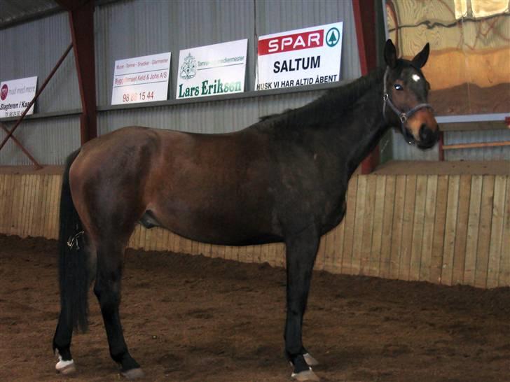 Dansk Varmblod marco bell billede 10