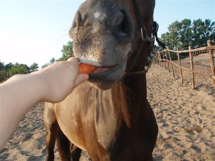 Anden særlig race Jamo - RIP 30/05 - 2011:'( - jeg viæ have guleroden! billede 6