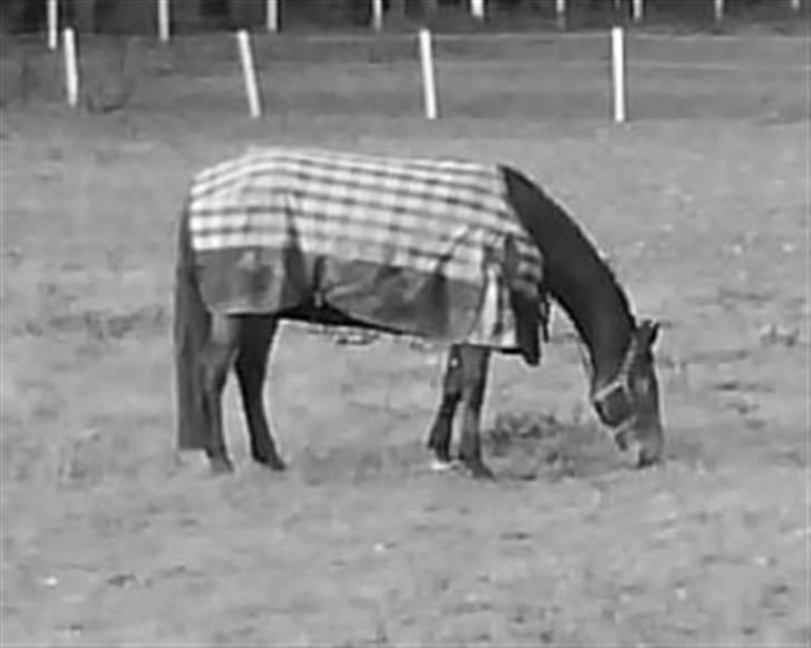 Anden særlig race Jamo - RIP 30/05 - 2011:'( - billede efter støvnet. se jeg har krøller:) billede 7