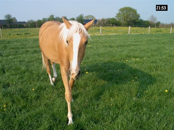 Palomino Lysgaards Arwen billede 17