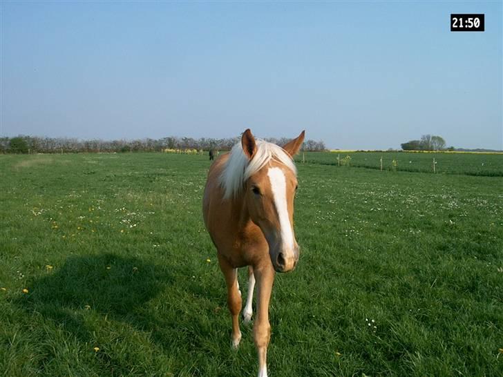 Palomino Lysgaards Arwen billede 19