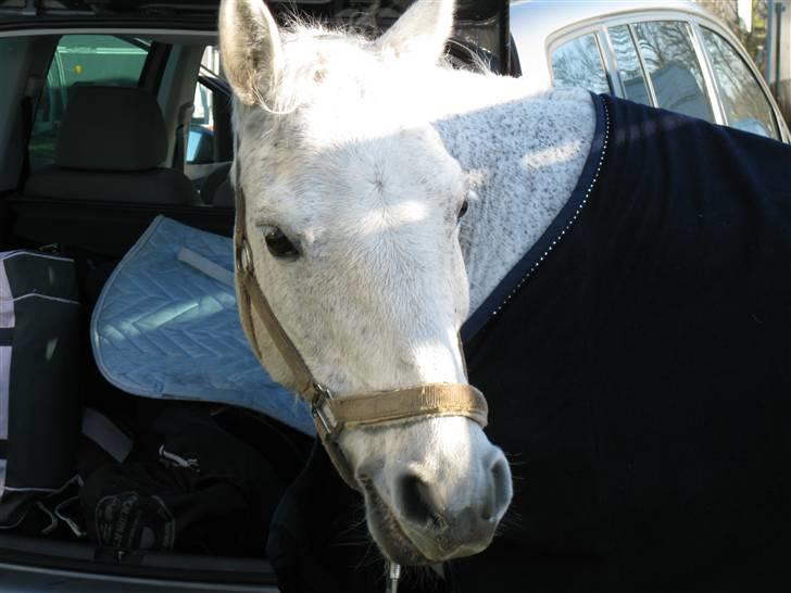 Connemara Troldebakkens Cuchulain  - Min elskede pony  billede 9