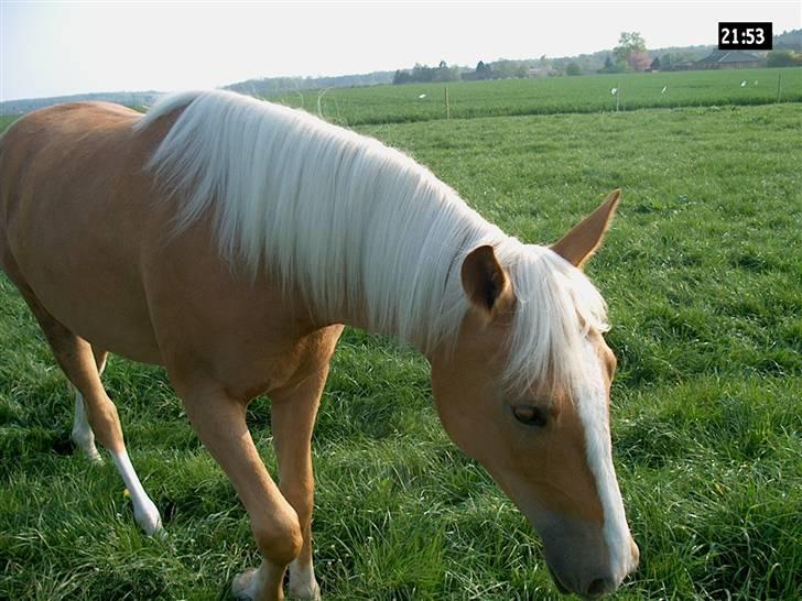 Palomino Lysgaards Arwen billede 20