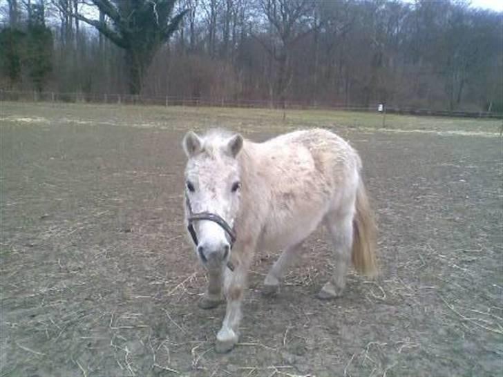 Anden særlig race Sorte Silke billede 8
