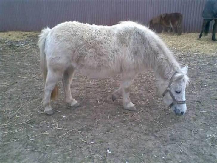 Anden særlig race Sorte Silke billede 9