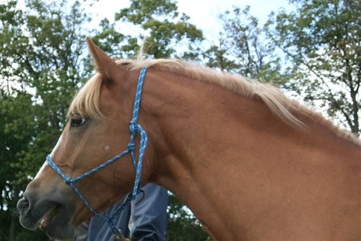 Anden særlig race Sarah Jane - Min smukke sarah<3 billede 20