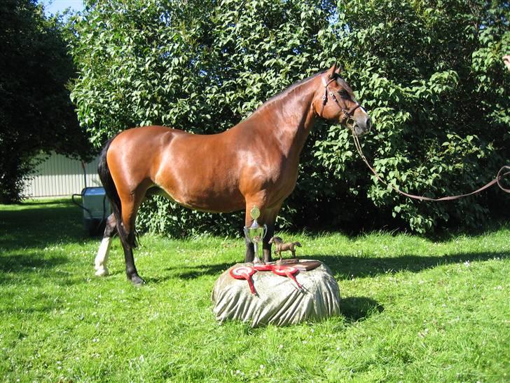 Welsh Cob (sec D) Becky Brown billede 1
