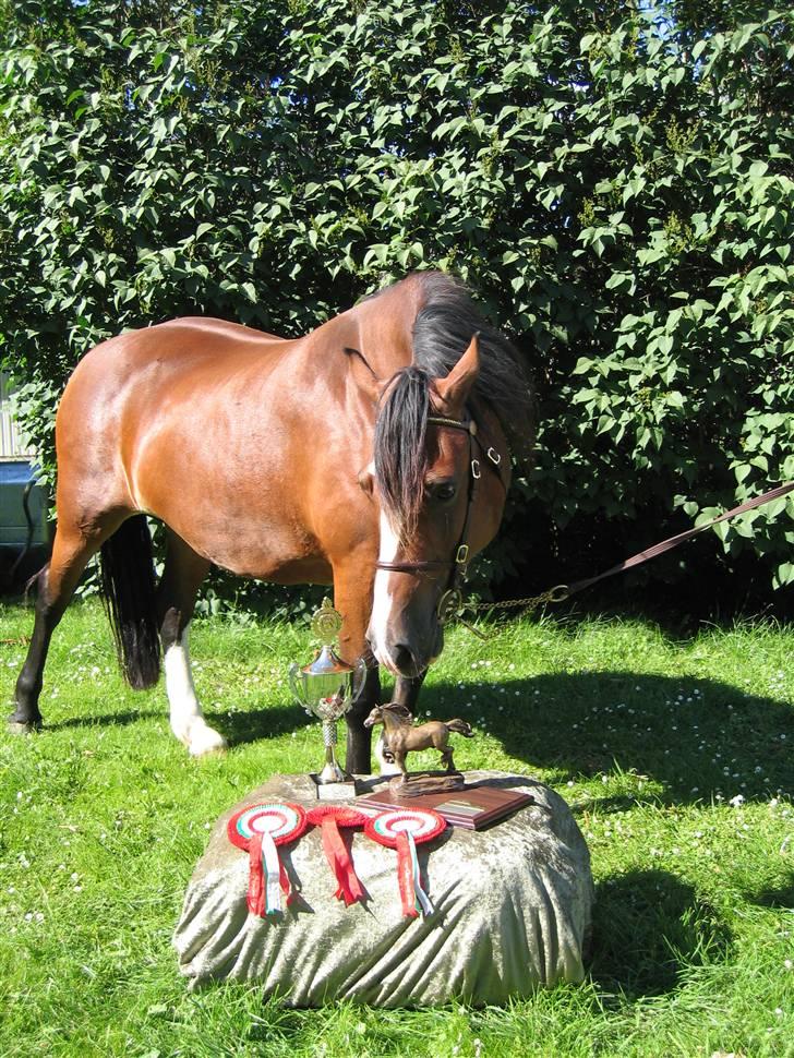 Welsh Cob (sec D) Becky Brown billede 2
