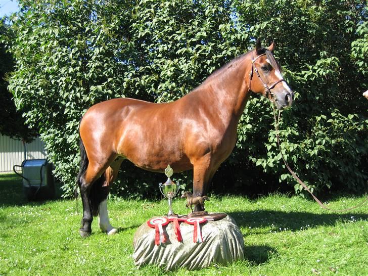 Welsh Cob (sec D) Becky Brown billede 3