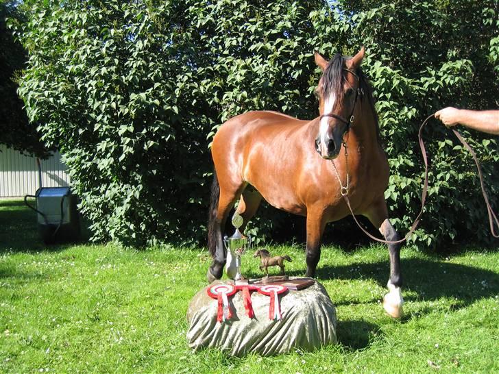 Welsh Cob (sec D) Becky Brown billede 4