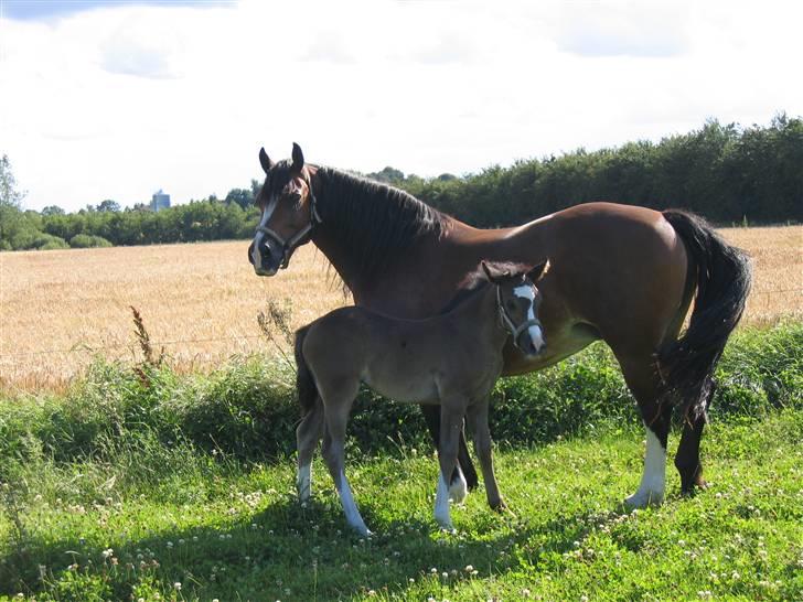Welsh Cob (sec D) Becky Brown billede 5
