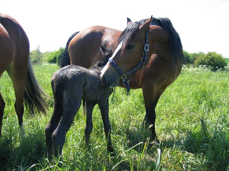 Welsh Cob (sec D) Becky Brown - ny føller = ganda billede 6