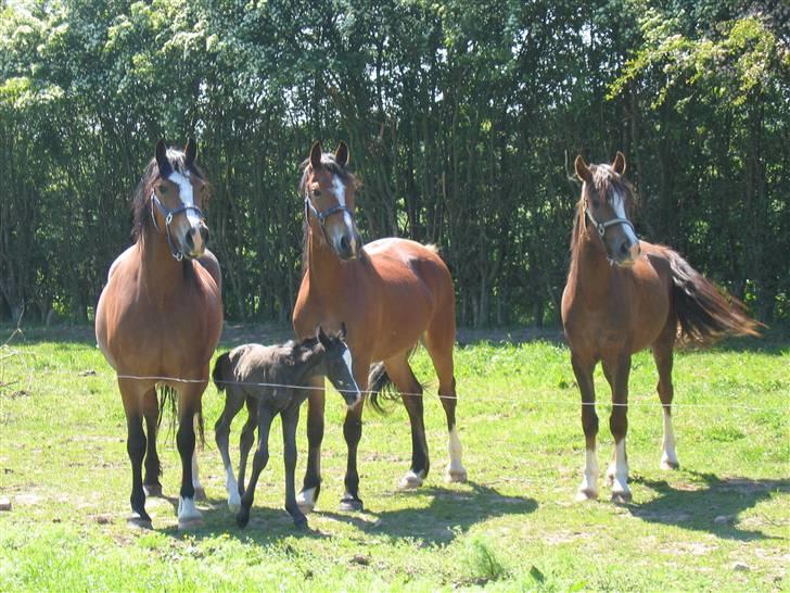Welsh Cob (sec D) Becky Brown billede 8