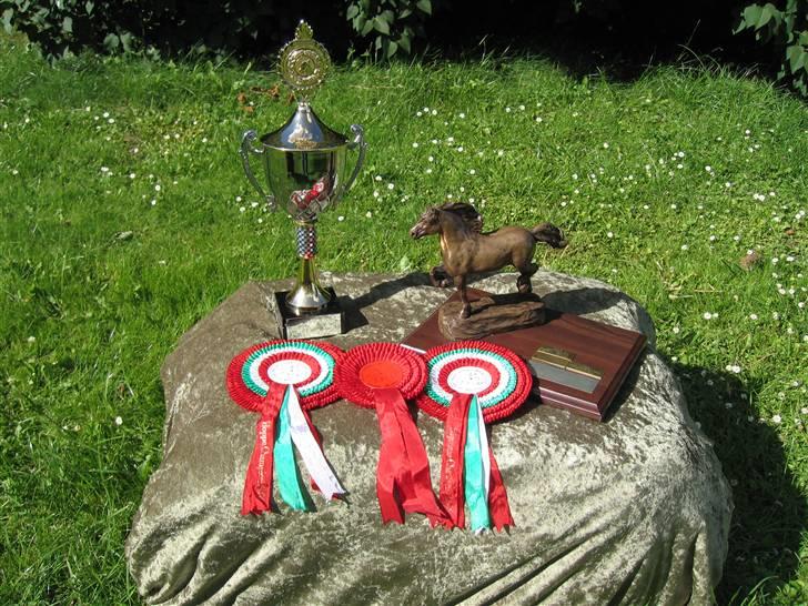 Welsh Cob (sec D) Becky Brown billede 9