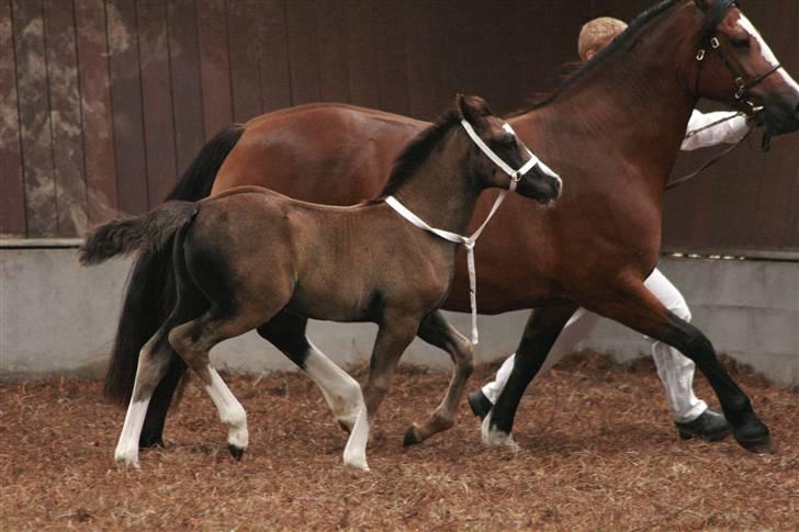 Welsh Cob (sec D) Becky Brown - til følskue med Lucky  billede 10