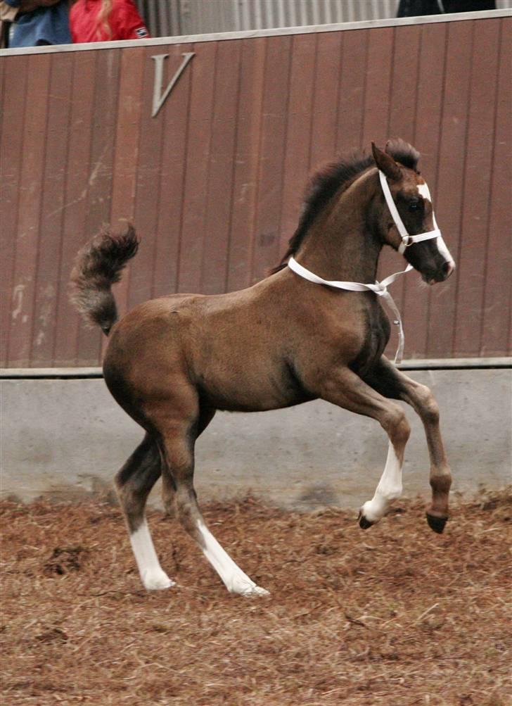 Welsh Cob (sec D) Becky Brown - endnu et billede fra følskuet Lucky billede 11