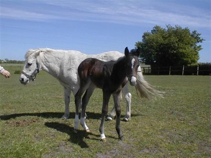 Tysk Sportspony Kirz Kaninpil Kærlund - Kaninpil som føl ! Nurh :D      Foto: ukendt billede 2