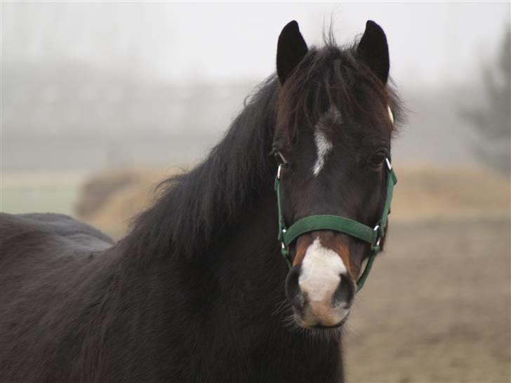 Tysk Sportspony Kirz Kaninpil Kærlund - Kaninpil lige da jeg havde fået ham. En lille pelsbamse! (: dec 07. - (HorsePictures.dk) billede 3