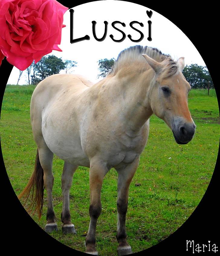 Fjordhest Luci (Morfars) - Et fint billede jeg har lavet.. billede 11
