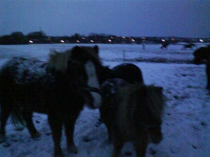 Welsh Mountain (sec A) Juni RIP - Vinter på folden. Med Klokke og Felix. Er de ikke søde de har sne på ryggen (: billede 11