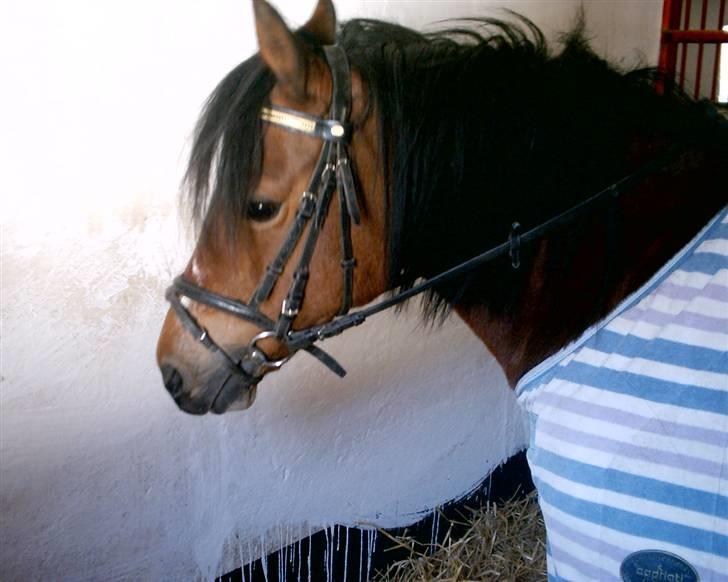 Welsh Pony af Cob-type (sec C) Åvangs Sunset <3 SOLGT :( - MIiin smukke sunneset :P billede 2