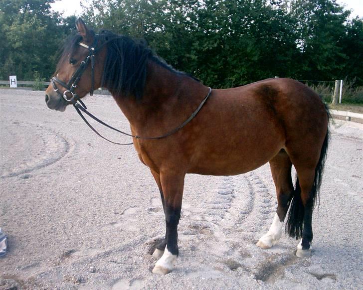 Welsh Pony af Cob-type (sec C) Åvangs Sunset <3 SOLGT :( billede 3