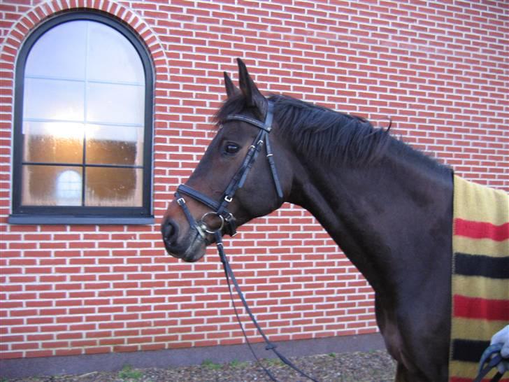 Holstener Dominique- *RIP* - Står lige model foran Lailas ridehus. billede 12