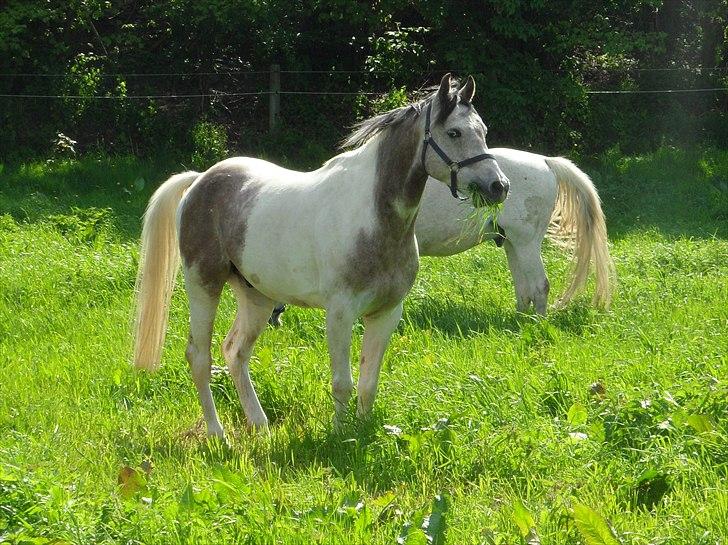 Sportsaraber (A) Cody - Cody kan gøre hvad som helst! (bare han får lidt slik) billede 1