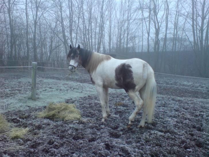 Sportsaraber (A) Cody - Cody er lige kommet ind i den muddrede fold! billede 2